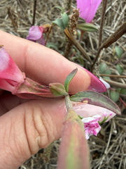 Clarkia rubicunda, photograph author not stated, no rights reserved