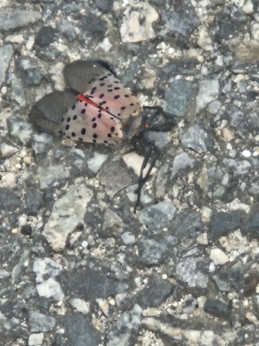 Spotted Lanternfly