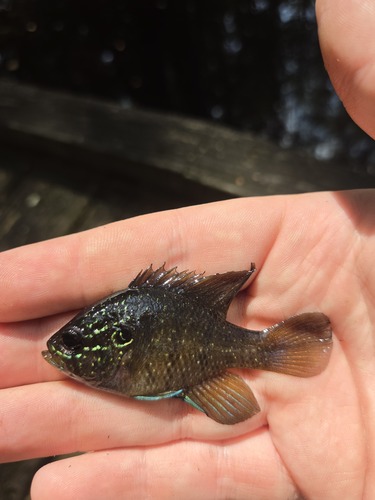 Banded Sunfish