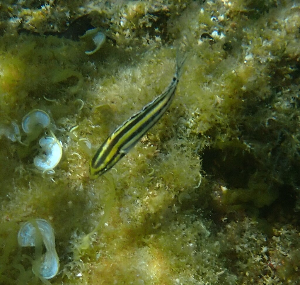 Black-banded Blenny