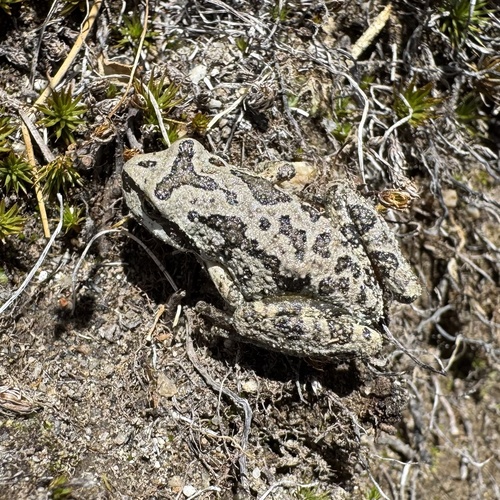 iNaturalist observation photo of Pacific chorus frog