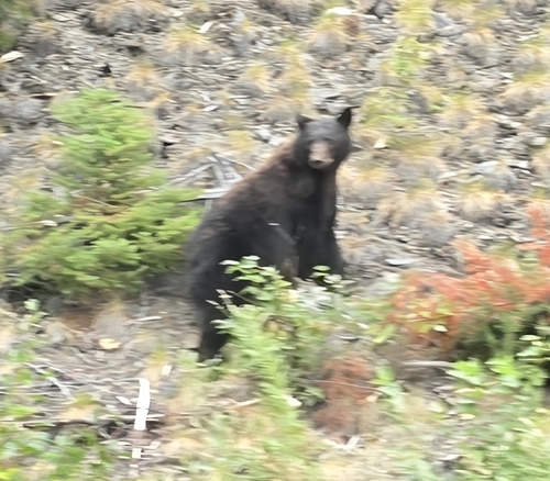 Black Bear sighting near Seton Portage