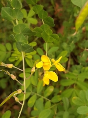 Cytisophyllum sessilifolium