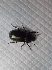 Platycerus caraboides