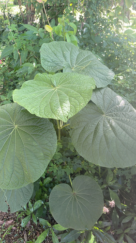 Piper umbellatum, photograph 6