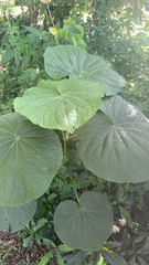 Piper umbellatum, photograph author not stated, no rights reserved