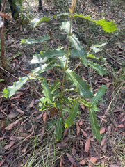Xylomelum pyriforme
