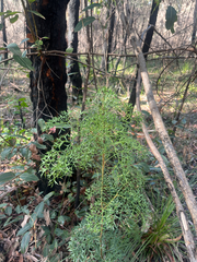 (c) neilfws, some rights reserved (CC BY) Lomatia silaifolia, photograph (c) neilfws, some rights reserved (CC BY)