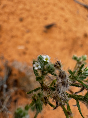 Thicksepal Cryptantha