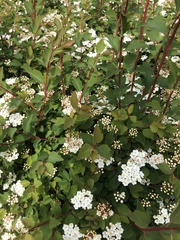 Spiraea × vanhouttei