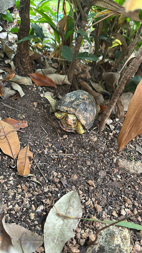 Yucatán Box Turtle