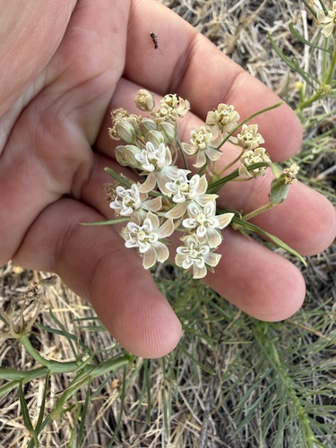 Asclepias pumila, photograph 2