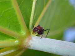 Myrmicaria natalensis