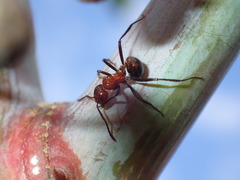 Myrmicaria natalensis