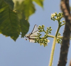Protographium epidaus epidaus