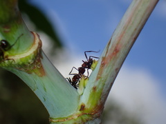 Myrmicaria natalensis
