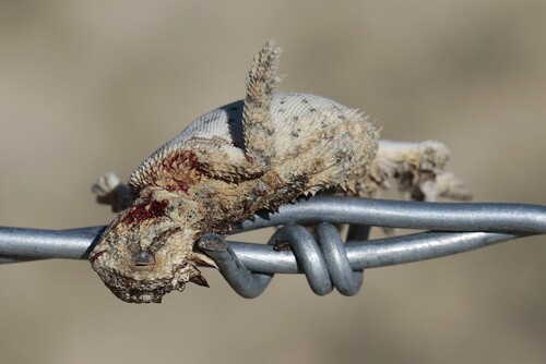 Texas Horned Lizard