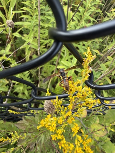 Northern Paper Wasp