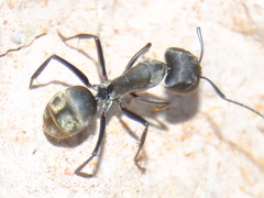 Camponotus parius