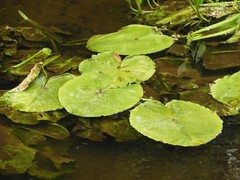 Nuphar lutea