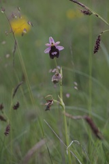 Ophrys bertolonii benacensis