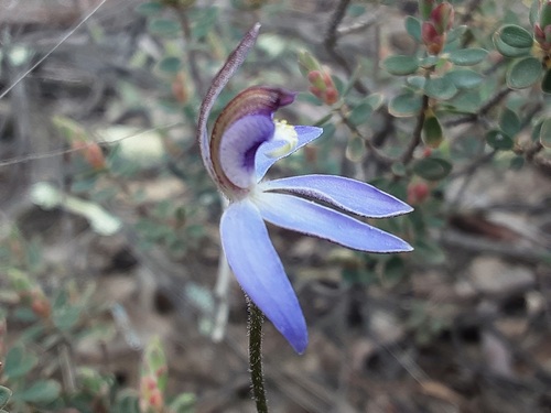 blue finger-orchid