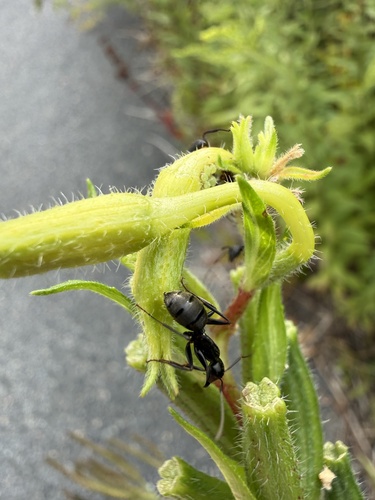 Eastern Black Carpenter Ant