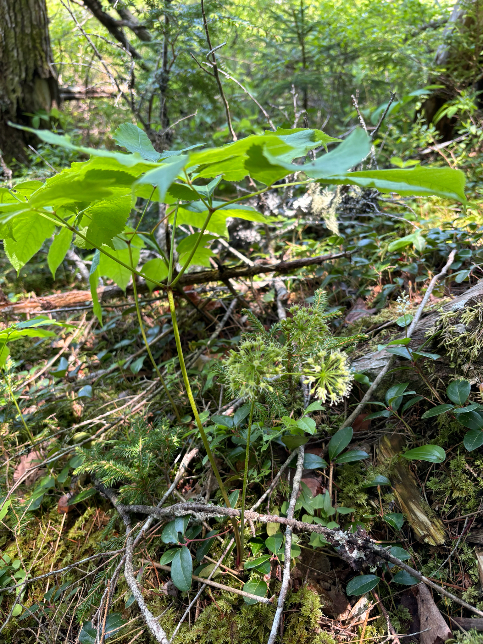 Aralia nudicaulis