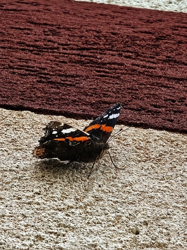 Red Admiral