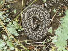 Vipera renardi
