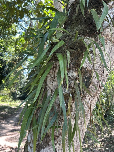 Microgramma percussa
