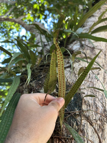 Microgramma percussa, photograph 3