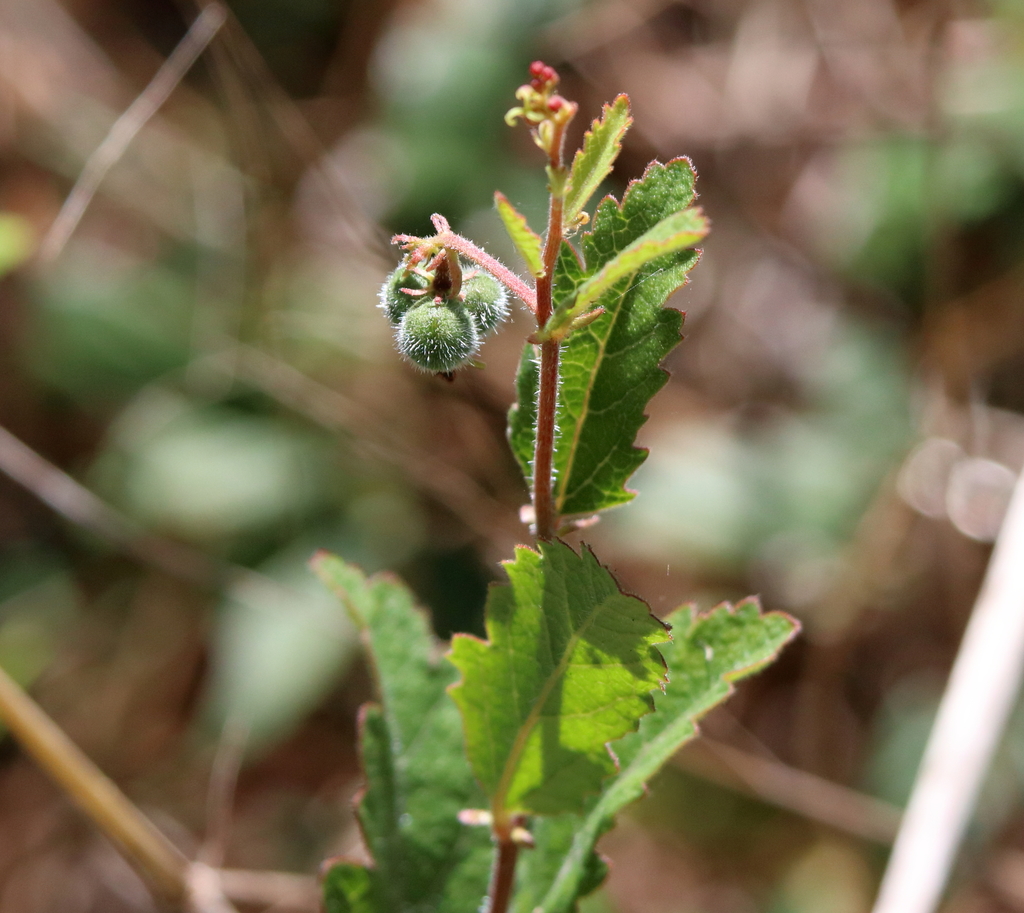 Small's Noseburn