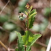 Small's Noseburn - Photo (c) Lauren McLaurin, some rights reserved (CC BY), uploaded by Lauren McLaurin