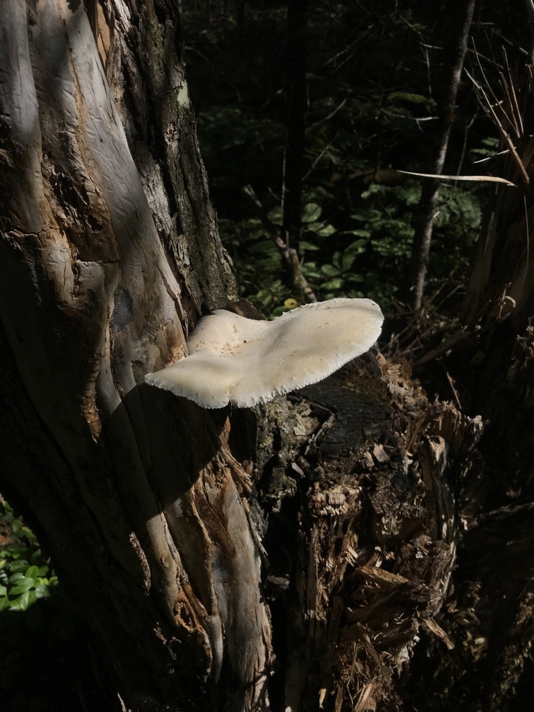 Lynx Paw Oyster · August 2026 · photo: Photo: (c) Matthew Rozanoff, some rights reserved (CC BY) · iNaturalist