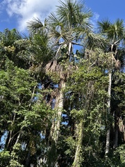 Mauritia flexuosa