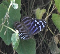 Myscelia ethusa ethusa