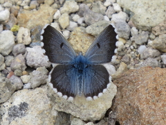 Pseudophilotes panoptes