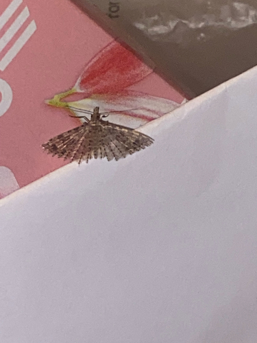 Twenty-plume Moth