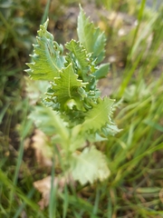 Papaver somniferum
