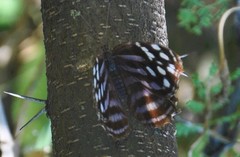 Myscelia ethusa ethusa