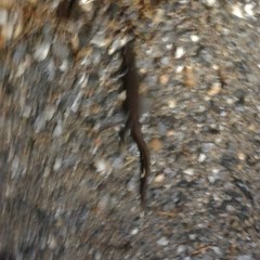 Ambystoma jeffersonianum