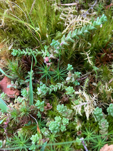 Sedum anglicum, photograph 6