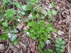 Viola sacchalinensis