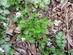Viola sacchalinensis