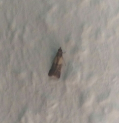 Plodia interpunctella