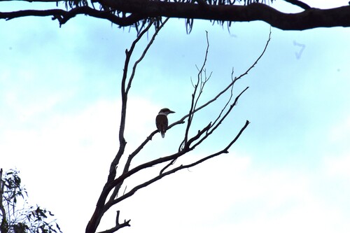 Laughing Kookaburra
