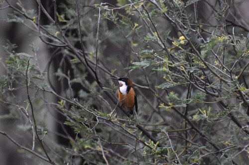 Eastern Spinebill