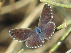 Pseudophilotes panoptes