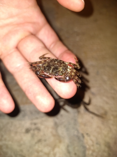 Marbled Crab